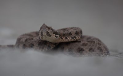 Serpientes en Mendoza: Ambiente recomienda cómo actuar ante encuentros en hogares y espacios naturales