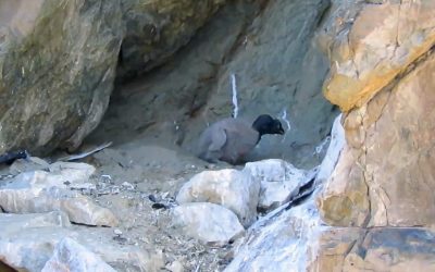 Nació otro cóndor andino en el Parque Provincial Tupungato y la zona se consolida como refugio reproductivo para la especie