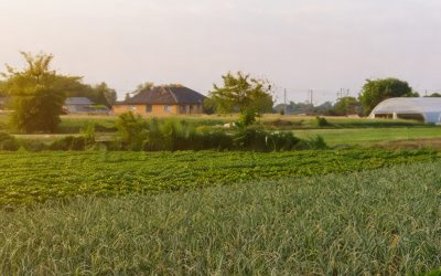 El Gobierno de Mendoza emitió el decreto y puso en vigencia la ley que regula la coexistencia de cultivos y fortalece la producción de semillas de alta calidad