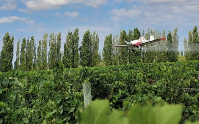 Finalizadas las últimas acciones de control, se logró una reducción del 70 % de las detecciones de Lobesia botrana