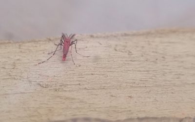 Mosquito estéril: el Iscamen realizó nuevas pruebas en laboratorio para la mejora continua en futuras liberaciones
