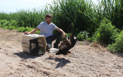 Mendoza reinsertó aves rapaces rehabilitadas para reforzar el equilibrio ecológico