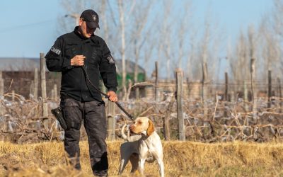 Otra vez Fito: el Cuerpo de Canes Zona Este avanzó en el esclarecimiento de un robo
