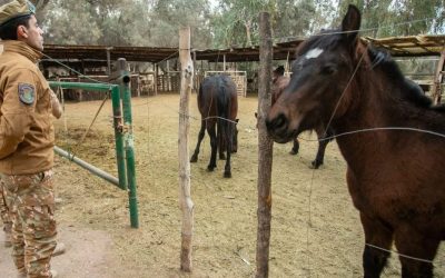 San Rafael: la Policía Rural secuestró 400 kilos de productos cárnicos en un nuevo operativo contra el abigeato