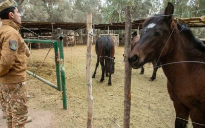 Plan Estratégico contra el Abigeato: decomisaron más de 350 kilos de productos cárnicos en General Alvear