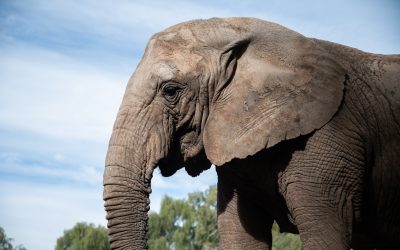 Dolor por la muerte de Kenya, la elefanta trasladada desde el Ecoparque de Mendoza al Santuario de Elefantes de Brasil