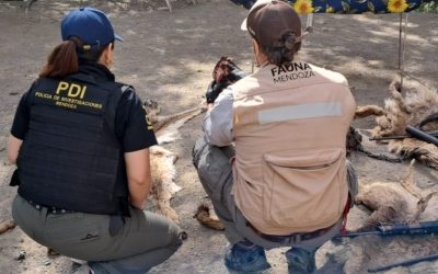 Avanza el Plan contra el Abigeato: 15 allanamientos y 4 detenidos en un megaoperativo