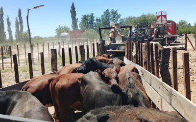 La Policía Rural frenó el traslado irregular de ganado en el Sur provincial