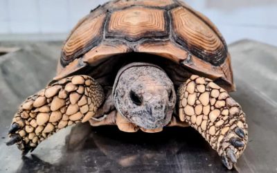 Rescatan una tortuga terrestre en un operativo interprovincial contra el tráfico ilegal de fauna