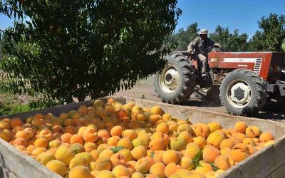 Finalizó el plan de acción fitosanitaria por mosca de los frutos en Tupungato