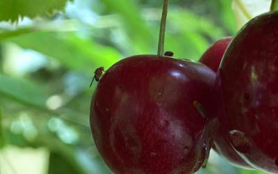 El Iscamen comenzó ensayos de validación para el control de la plaga Drosophila suzukii en la Patagonia