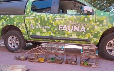Rescataron ejemplares de fauna silvestre que se vendían en redes sociales