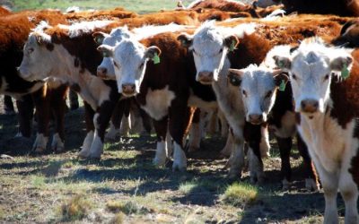 Ganadería presentó el balance de gestión 2025 con fuertes avances sanitarios, productivos y tecnológicos