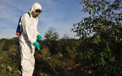 Calidad, salud y ambiente: el valor de implementar buenas prácticas agrícolas