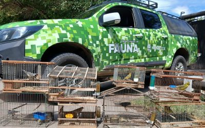 Fauna y Policía Rural rescataron aves silvestres en cautiverio en una vivienda de Guaymallén