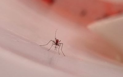 El Iscamen continúa realizando ensayos de liberación de mosquitos Aedes aegypti esterilizados