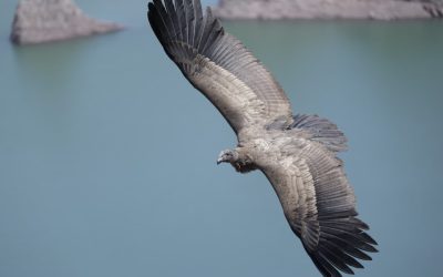 Reinsertaron en Valle Grande al segundo cóndor andino rescatado esta temporada