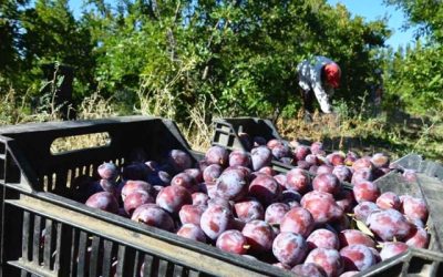 Mendoza difundió el pronóstico de cosecha de ciruela para industria 2025/26