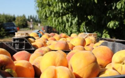 Mendoza presentó el pronóstico de cosecha de durazno para la campaña 2025/26
