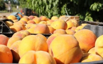 Durazno mendocino: sabor internacional y aporte nutricional para una alimentación saludable