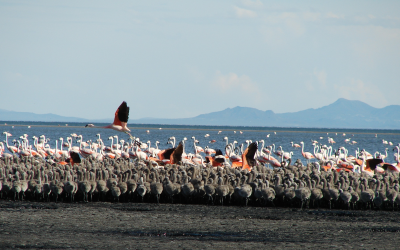 Otro hito para las áreas naturales de Mendoza: la Laguna de Llancanelo se incorpora a la Red Hemisférica de Reservas de Aves Playeras