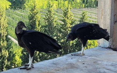 Por segundo año consecutivo, una pareja de jotes cría a sus pichones en la Bodega Faraón de General Alvear
