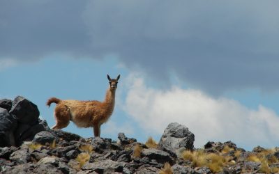 Verano en las áreas naturales protegidas de Mendoza: visitas, actividades y turnos