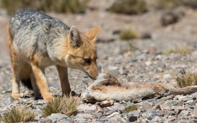El Ministerio de Energía y Ambiente recuerda que no se debe alimentar a la fauna silvestre