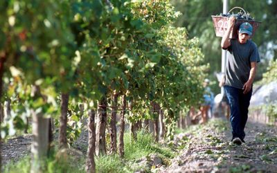 Fondo Compensador Agrícola: Producción solicita actualizar datos bancarios para el cobro de compensaciones