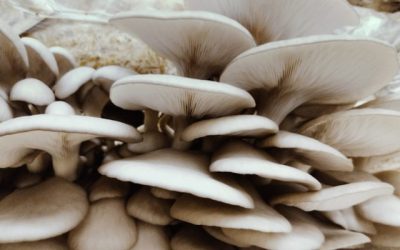 El IES de Santa Rosa incorpora la formación en productor de hongos comestibles