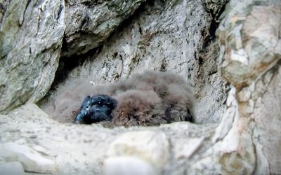 Conservación del Cóndor Andino en Mendoza: el pichón de Tupungato y un modelo de monitoreo para la región