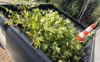 Patrullajes preventivos en Tupungato: aprehendidos, plantas de marihuana y un automovilista alcoholizado