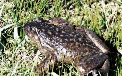 Biodiversidad y Ecoparque sigue trabajando en la conservación de la Ranita del Pehuenche