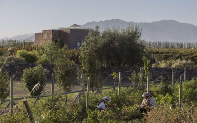 Mendoza invita a vivir la Vendimia con experiencias de cosecha 