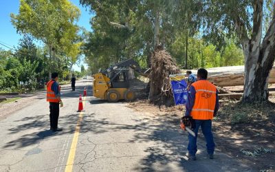 El despeje de los 60 árboles caídos en la RP 50 demandará al menos un par de semanas