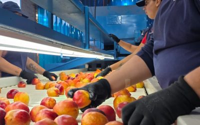 Cómo se producen los duraznos mendocinos que ganan mercados en el exterior