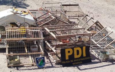 Rescataron ejemplares de siete cuchillos en un operativo contra el tráfico ilegal de fauna en Maipú