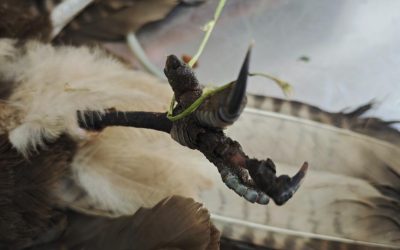 Un zorro y tres aves silvestres con lesiones irreversibles refuerzan el llamado a la responsabilidad ciudadana