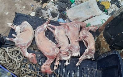 Golpe al abigeato en General Alvear: decomisan caprinos faenados y trasladados de manera ilegal