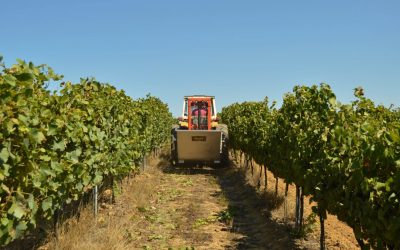Mendoza ofrece una amplia variedad de herramientas financieras para el agro mendocino