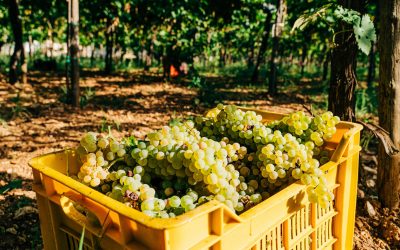 El Banco Nación lanzó líneas créditos para cosecha y acarreo de uva y gastos de elaboración con tasas preferenciales