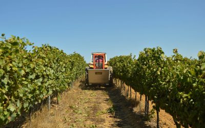 Vendimia 2026: Mendoza impulsa una nueva línea de financiamiento para cosecha y acarreo