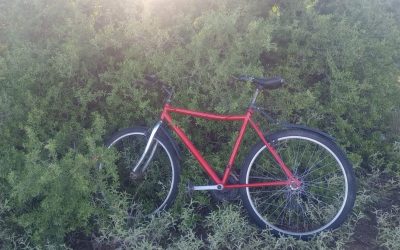 Zona Este: tres procedimientos policiales permitieron el secuestro de plantas de cannabis, una moto y una bicicleta