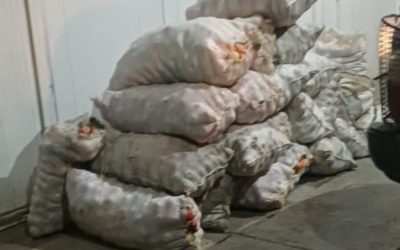 Recuperaron 1.050 kilos de manzanas y detuvieron a dos personas tras intervenciones policiales en Tupungato