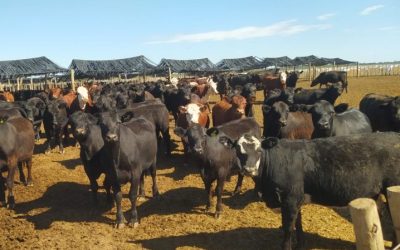 Mendoza proyecta ampliar la producción ganadera y avanzar hacia el autoabastecimiento de carne