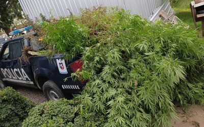 Desactivaron un vivero de marihuana en Maipú tras patrullaje preventivo