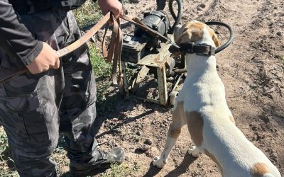 Con la intervención de “Fito”, la Policía de Mendoza avanzó en un robo en Junín