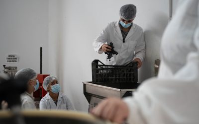 Estudiantes de la escuela Los Corralitos comenzaron la producción de vino