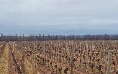 Irrigación adhiere a la asistencia de Emergencia Agropecuaria