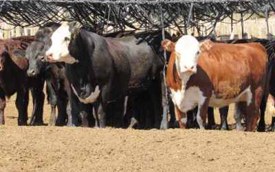 Abren las Inscripciones para la Tercera Jornada de Producción de Forraje Bajo Riego en Zona Este